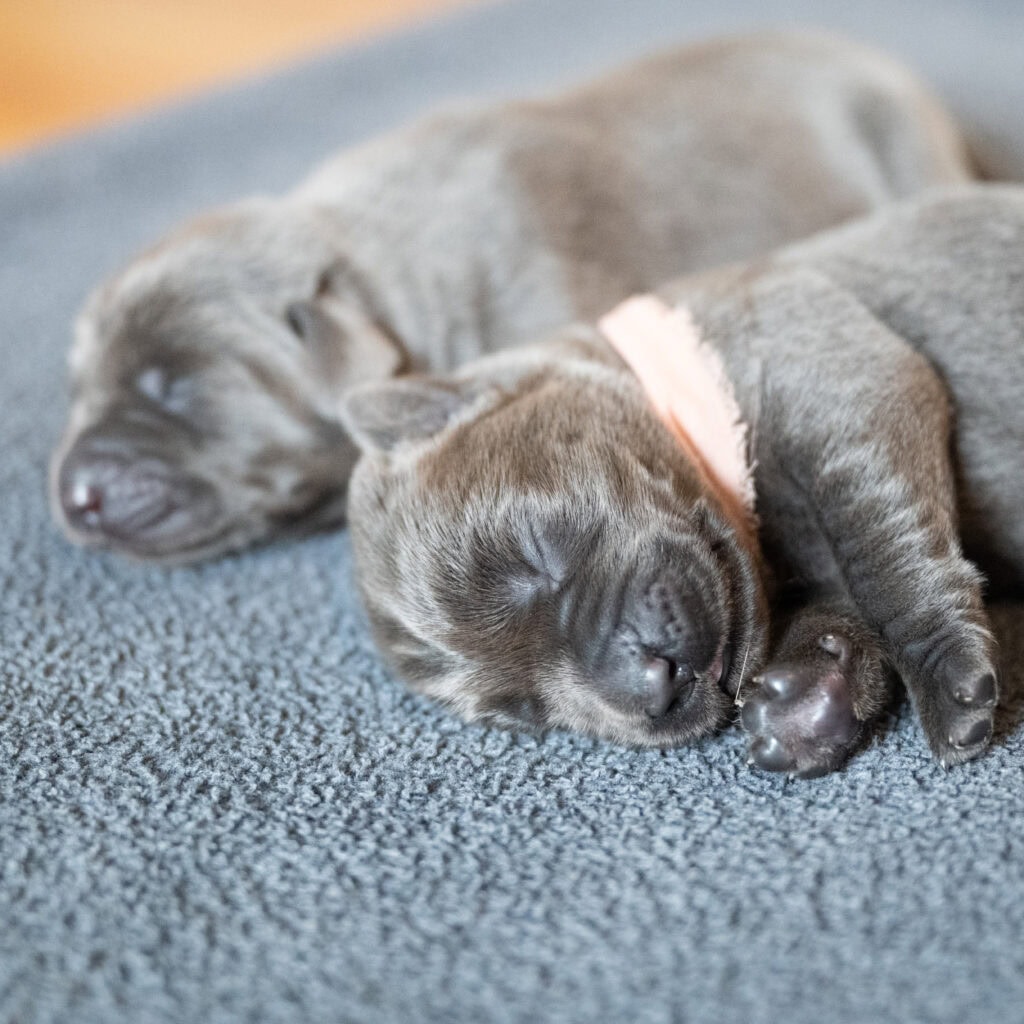 Beatrice Litter - Charcoal Female - Only Female