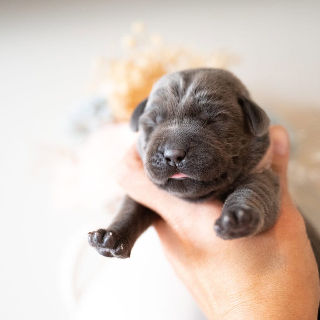 Beatrice Litter - Charcoal Female - Only Female