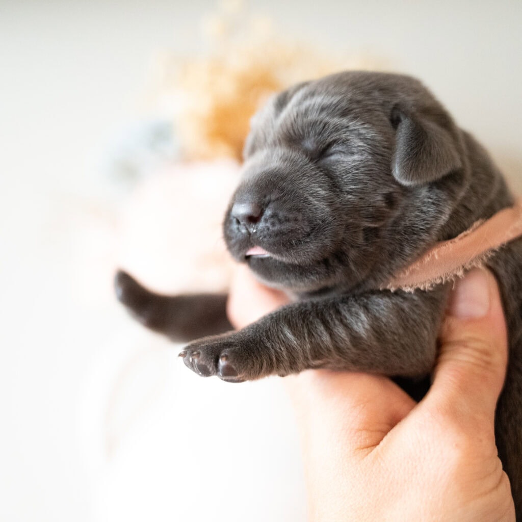 Beatrice Litter - Charcoal Female - Only Female