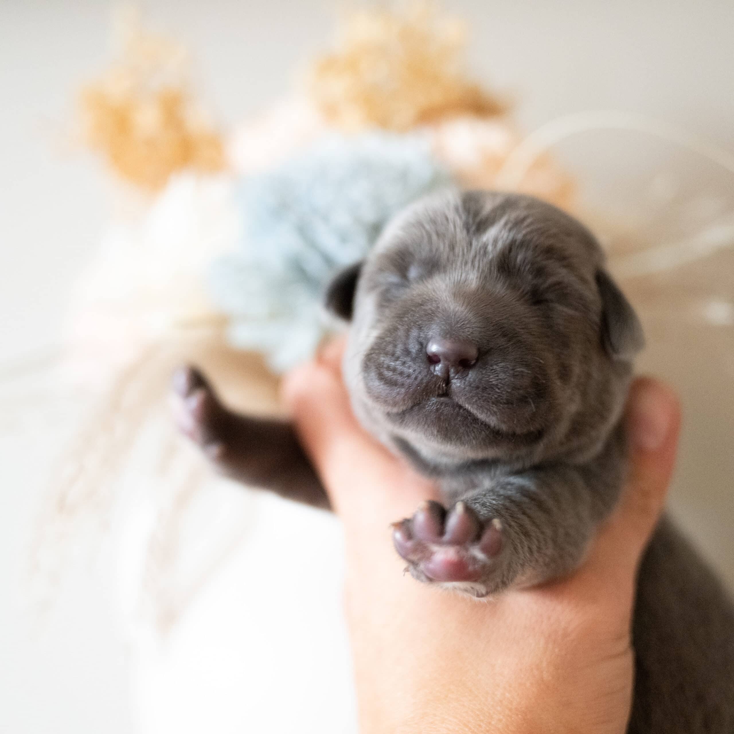 Beatrice Litter – Charcoal Male 2nd Choice of 2 (Last Choice)
