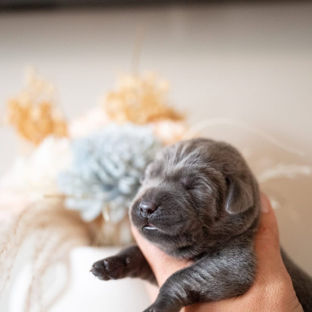 Beatrice Litter - Charcoal Male 2nd Choice of 2 (Last Choice)