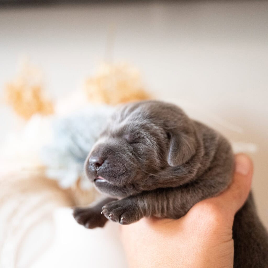 Beatrice Litter - Charcoal Male 2nd Choice of 2 (Last Choice)