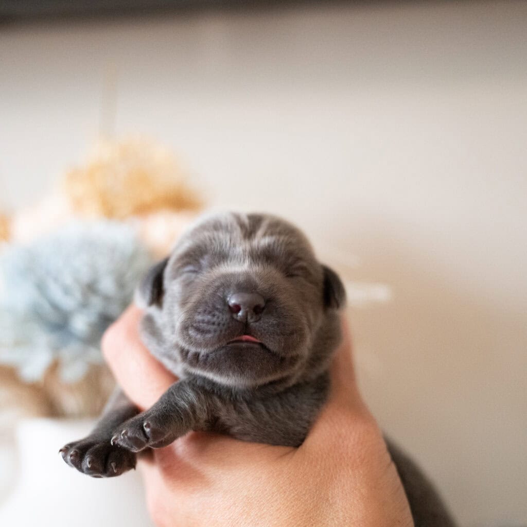 Beatrice Litter - Charcoal Male 2nd Choice of 2 (Last Choice)