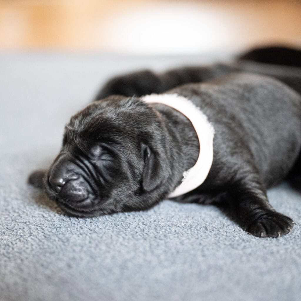 Beatrice Litter - Black Female 1st Choice of 2
