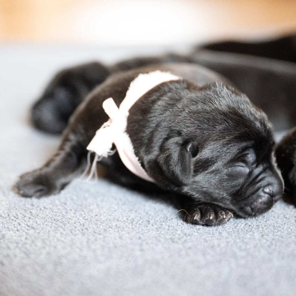 Beatrice Litter - Black Female 1st Choice of 2