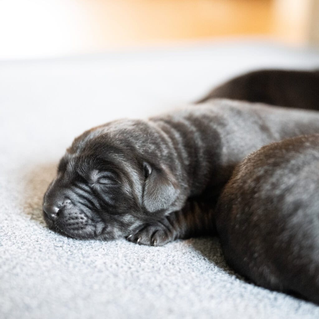 Beatrice Litter - Black Male 2nd Choice of 2 (Last Puppy)