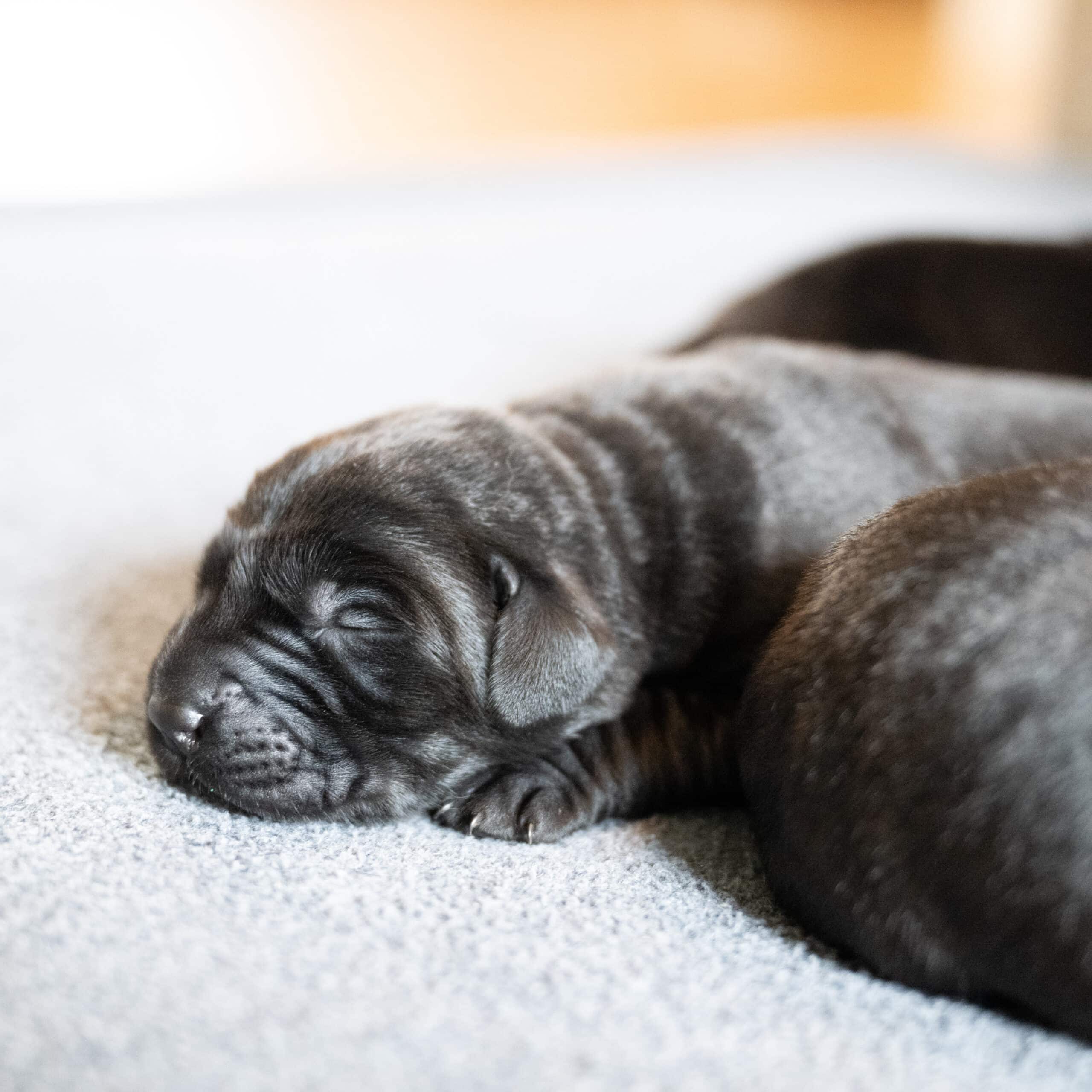 Beatrice Litter – Black Male 2nd Choice of 2 (Last Puppy)