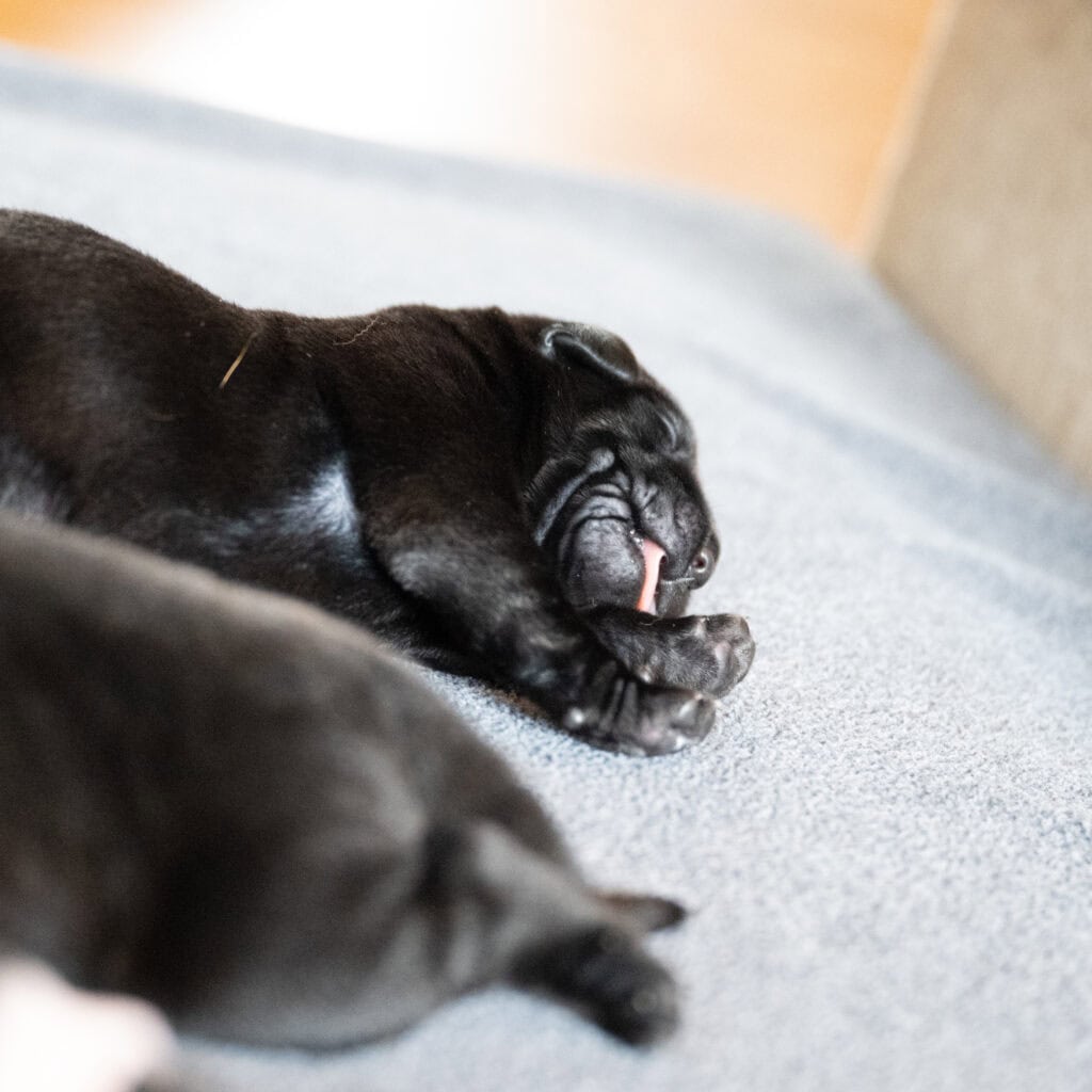 Beatrice Litter - Black Male 2nd Choice of 2 (Last Puppy)