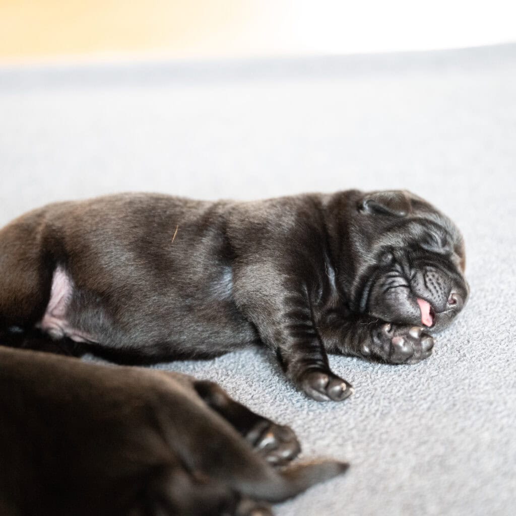 Beatrice Litter - Black Male 2nd Choice of 2 (Last Puppy)