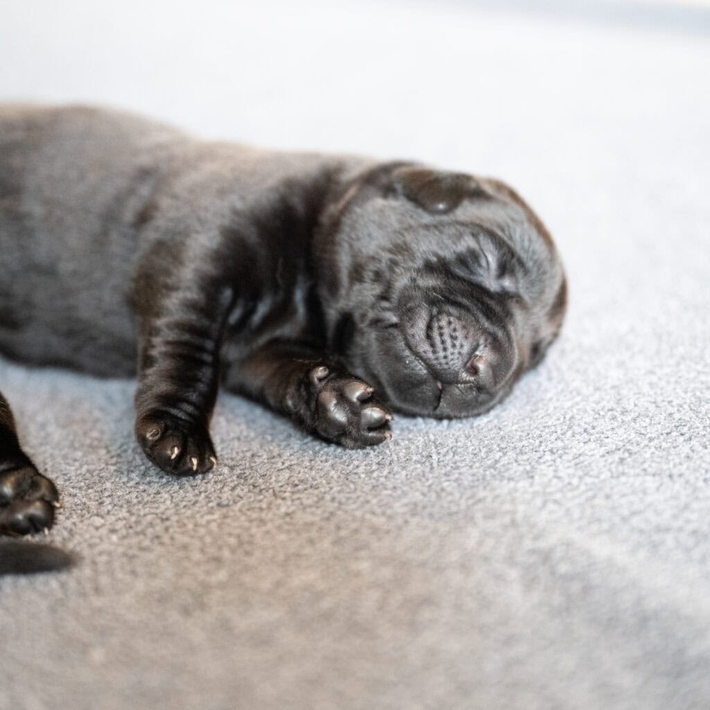 Beatrice Litter - Black Male 1st Choice of 2