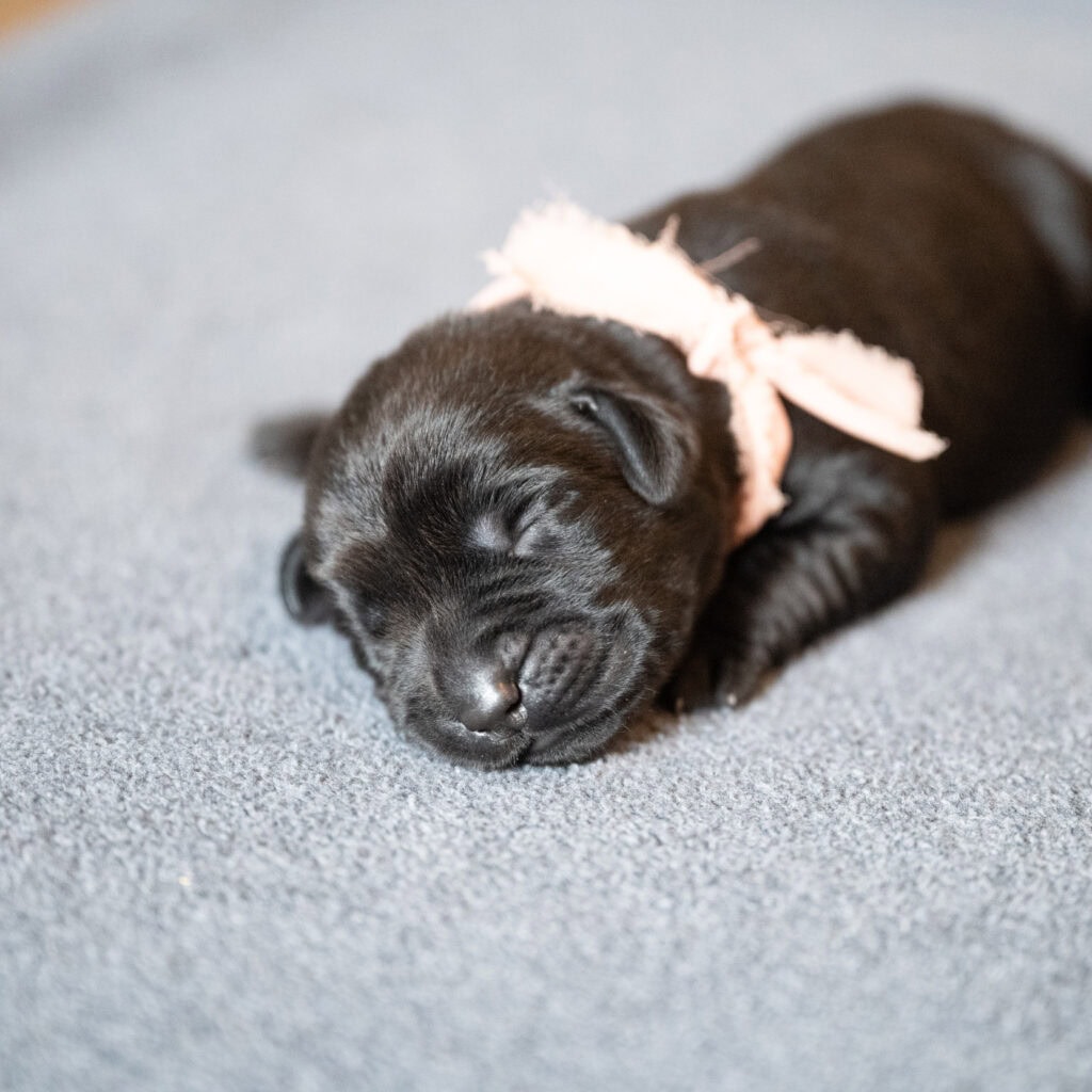 Beatrice Litter – Black Female 2nd Choice of 2 (Last Puppy)