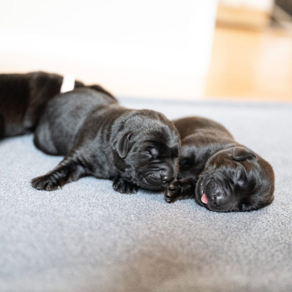 Beatrice Litter - Black Male 1st Choice of 2