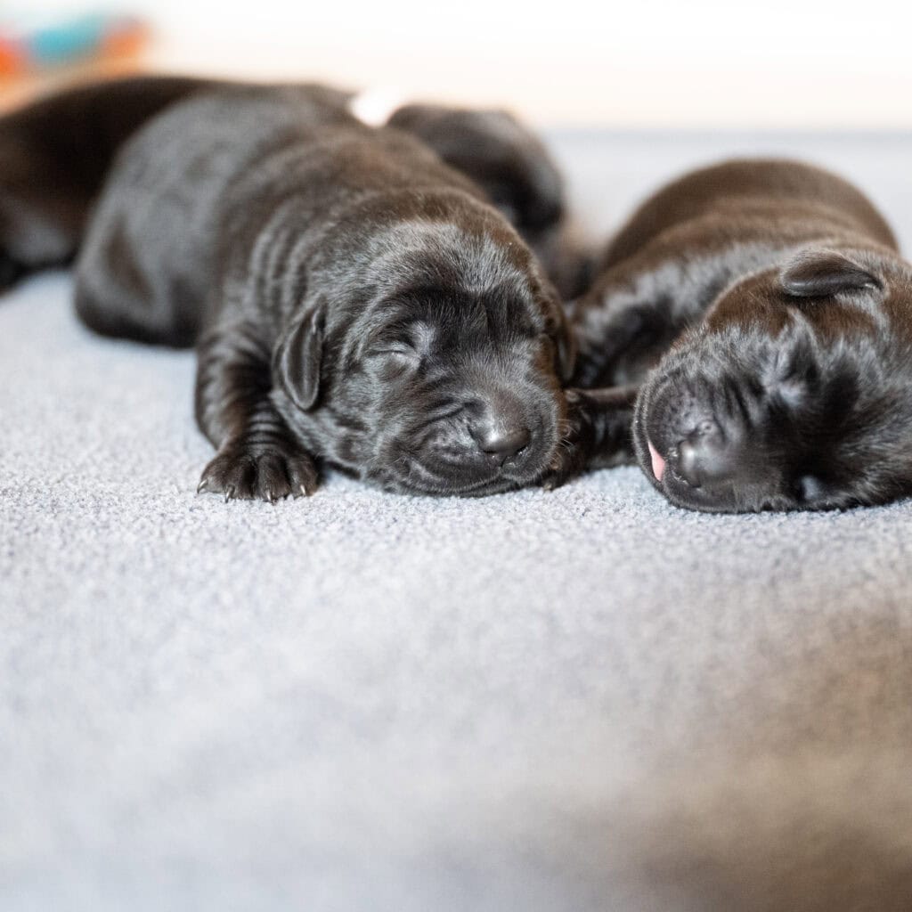 Beatrice Litter - Black Male 1st Choice of 2