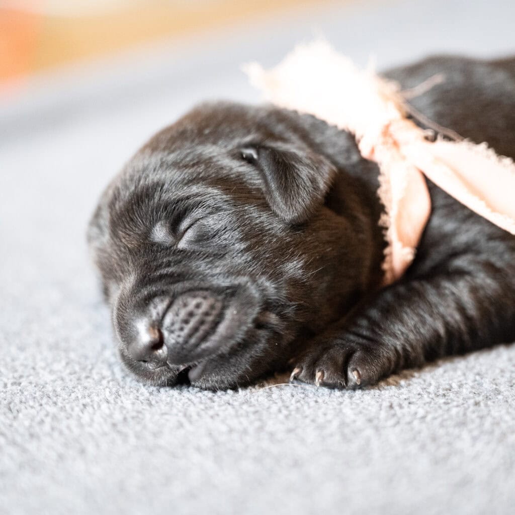 Beatrice Litter - Black Female 1st Choice of 2
