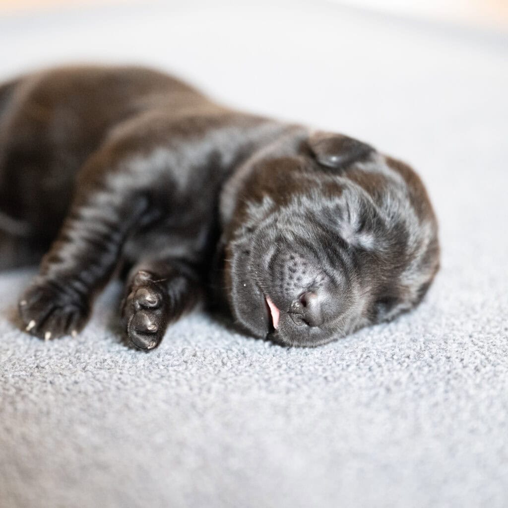 Adorable black Labrador puppy sleeping on soft surface.