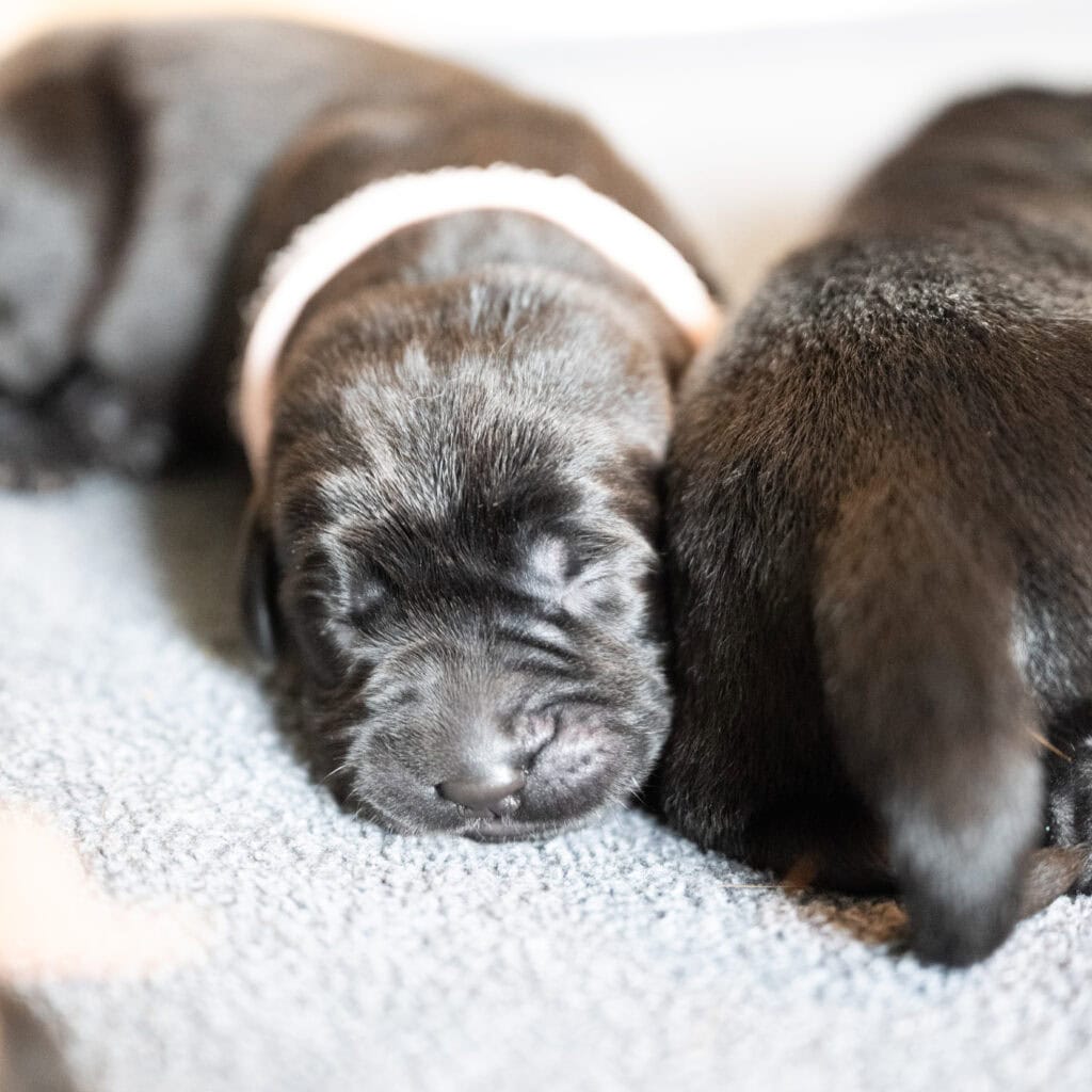 Beatrice Litter – Black Female 2nd Choice of 2 (Last Puppy)