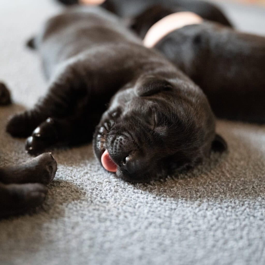 Black Labrador puppy sleeping on carpet from Wild Labradors in Massachusetts.