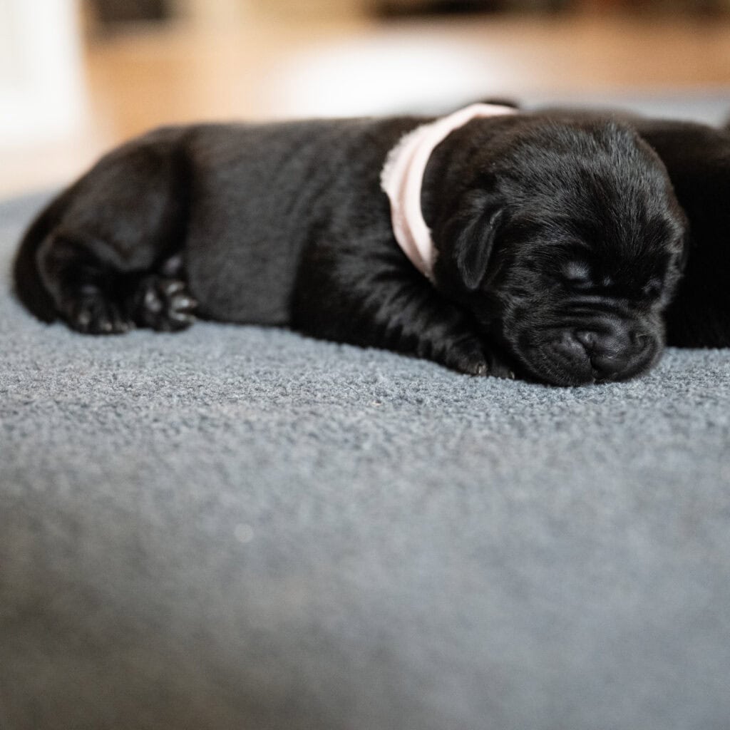 Beatrice Litter – Black Female 2nd Choice of 2 (Last Puppy)