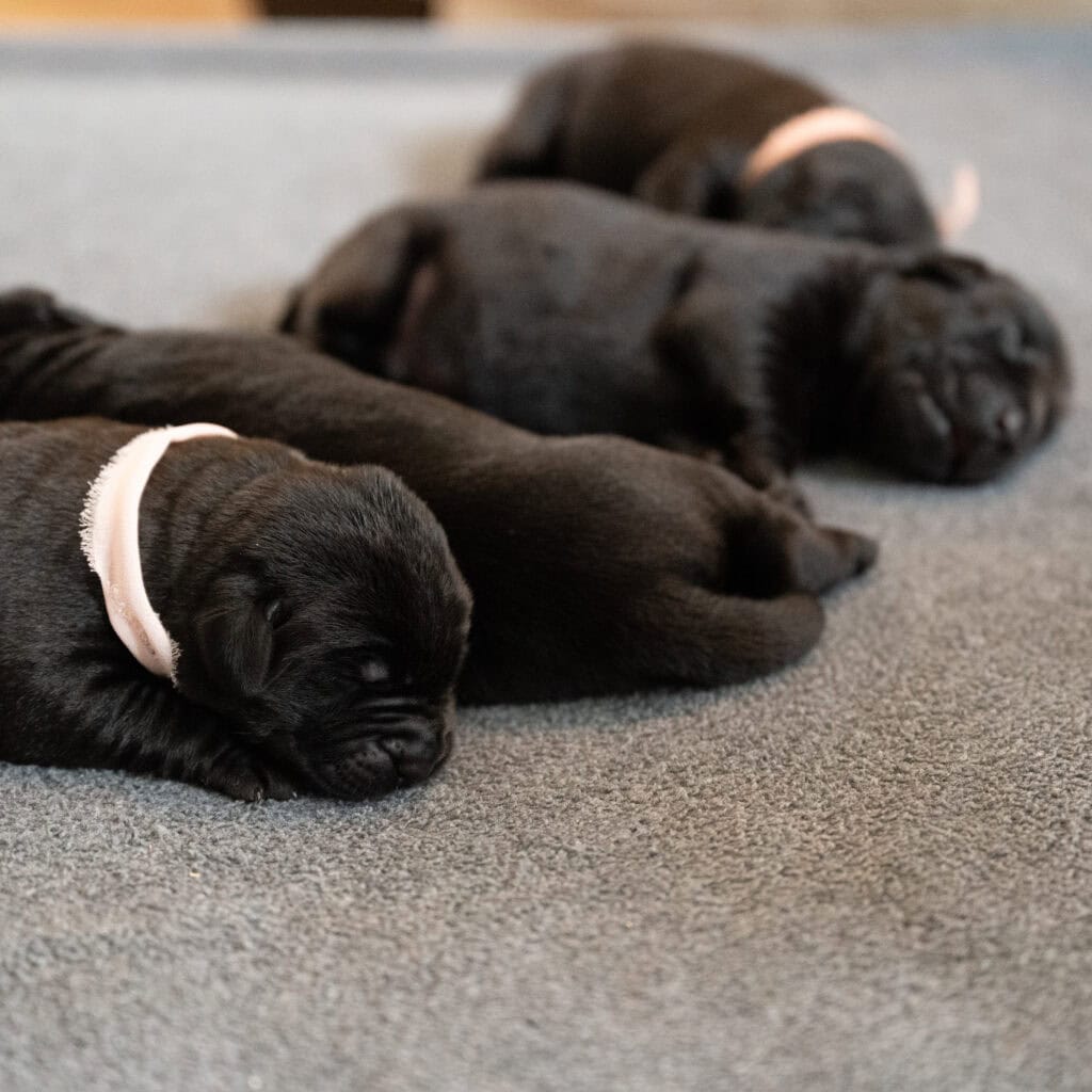 Beatrice Litter – Black Female 2nd Choice of 2 (Last Puppy)