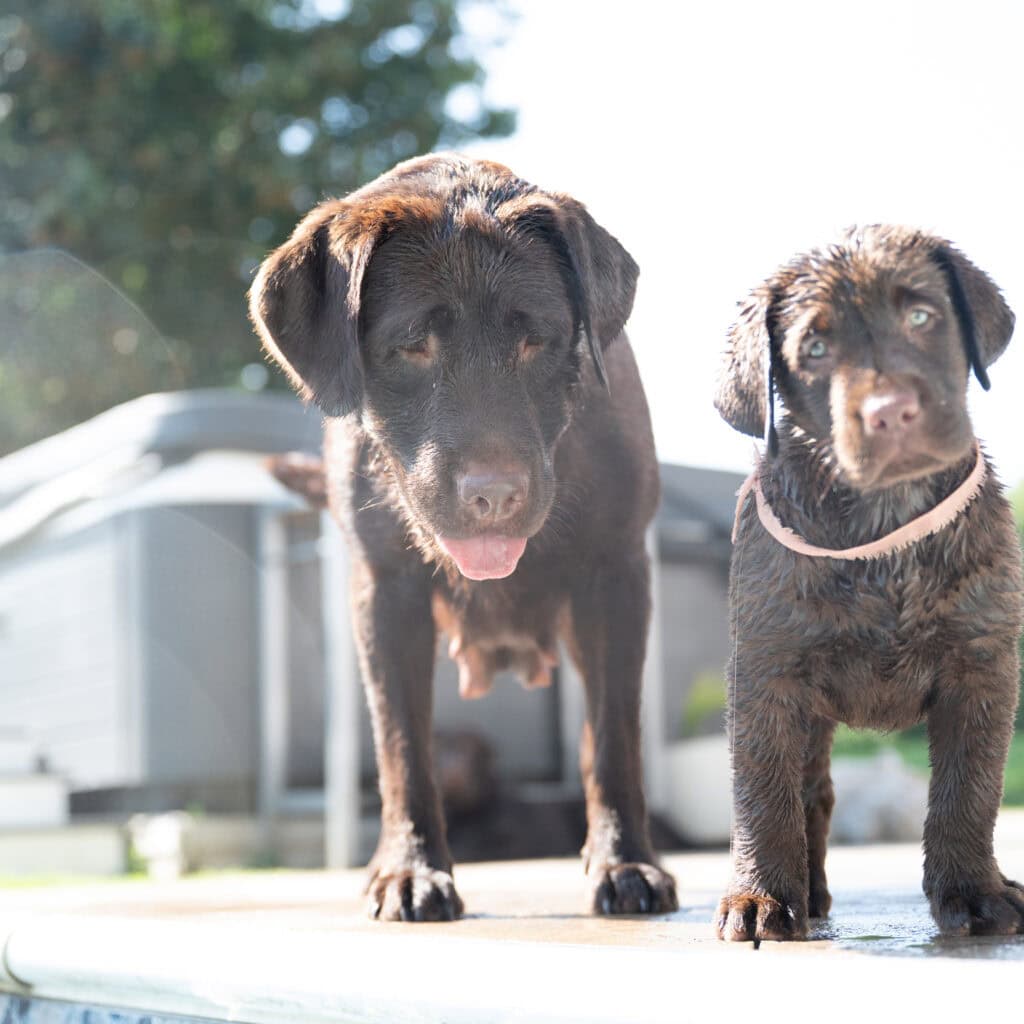 Triscuit | Chocolate Female Labrador Puppy