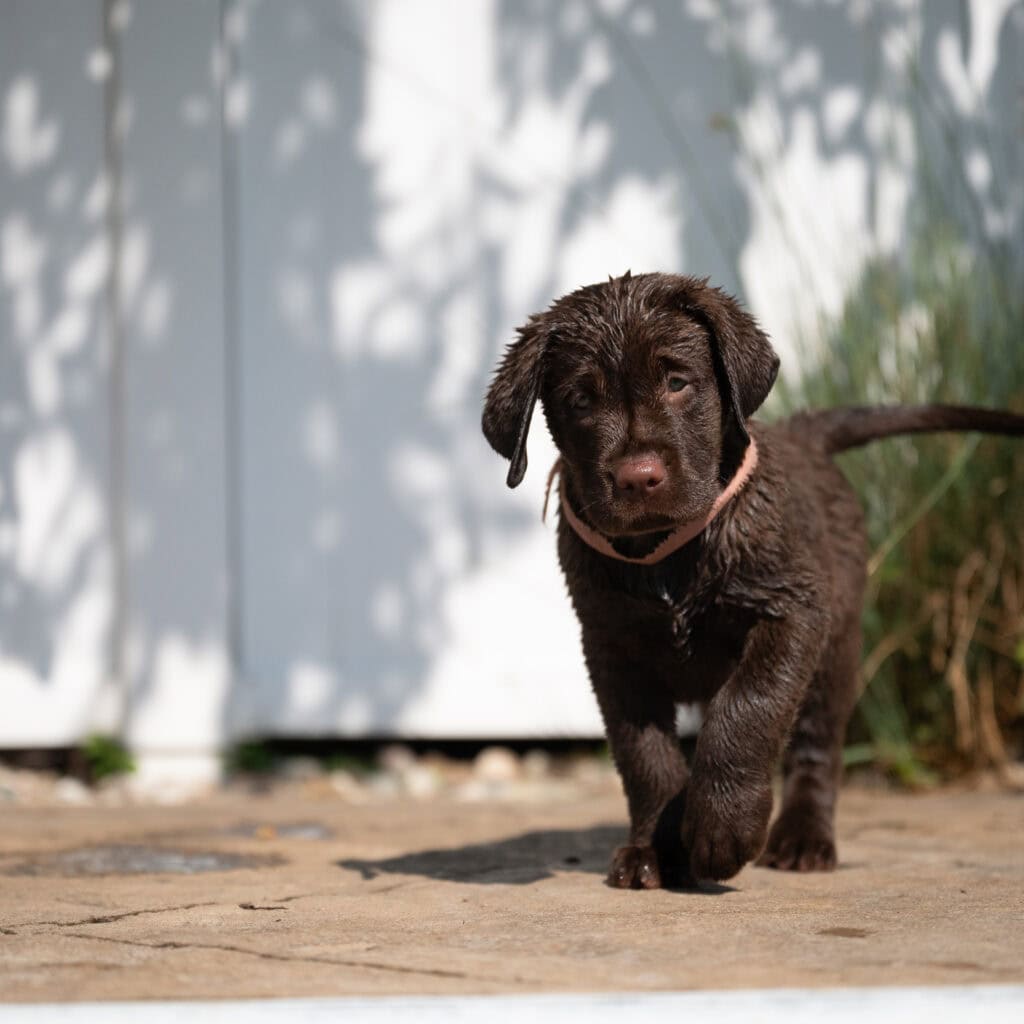 Triscuit | Chocolate Female Labrador Puppy