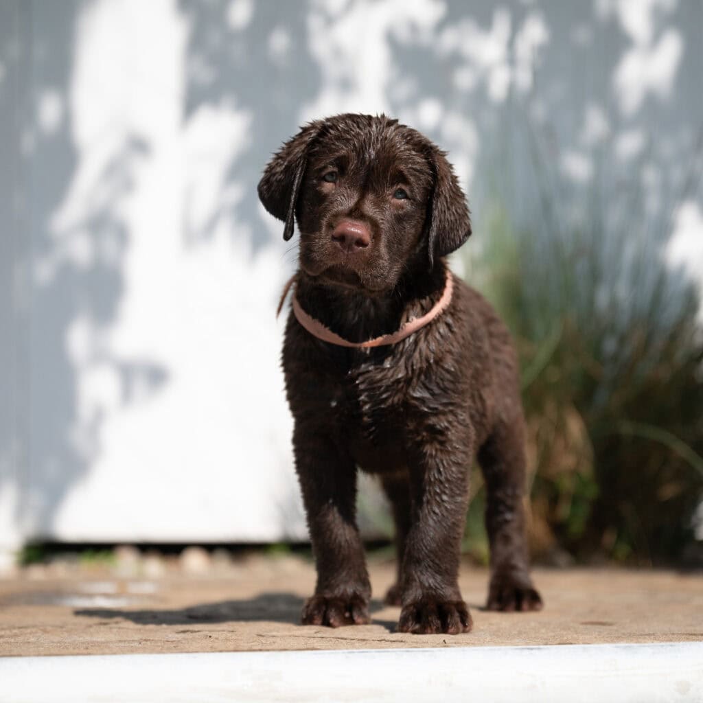 Triscuit | Chocolate Female Labrador Puppy