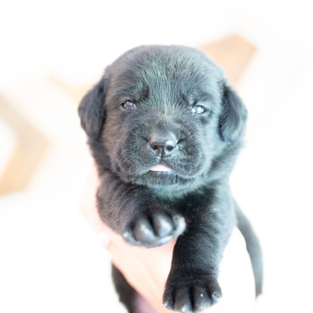 Beatrice Litter – Black Female 2nd Choice of 2 (Last Puppy)