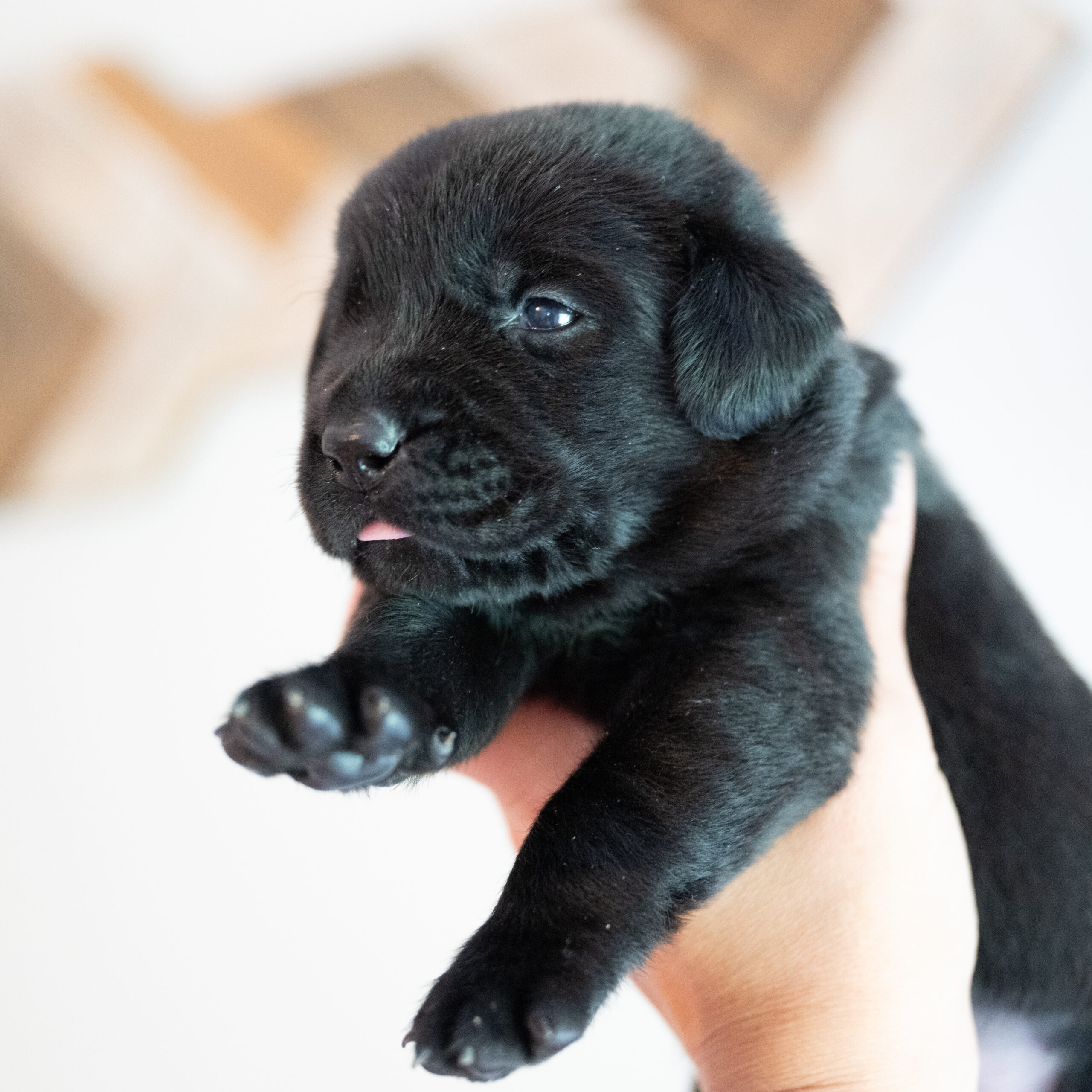 Beatrice Litter – Black Female 2nd Choice of 2 (Last Puppy)