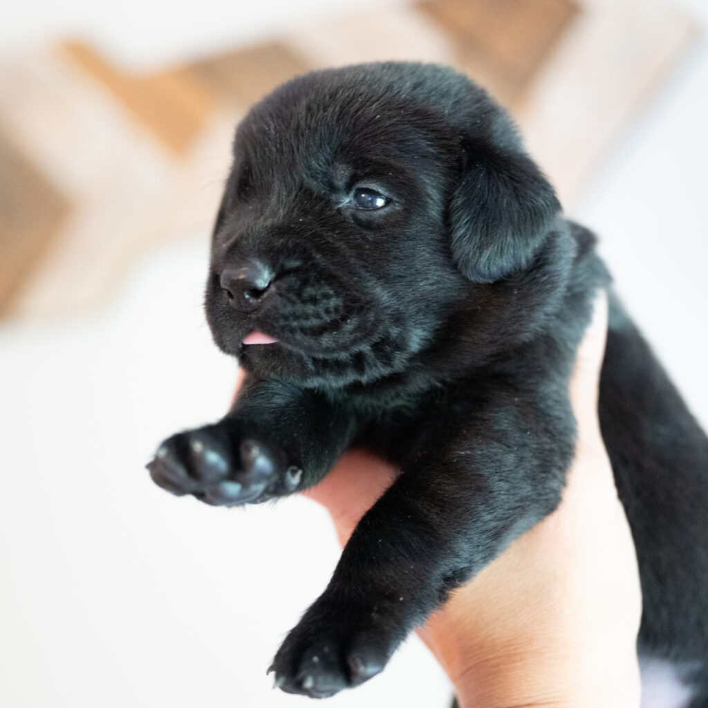 Beatrice Litter – Black Female 2nd Choice of 2 (Last Puppy)