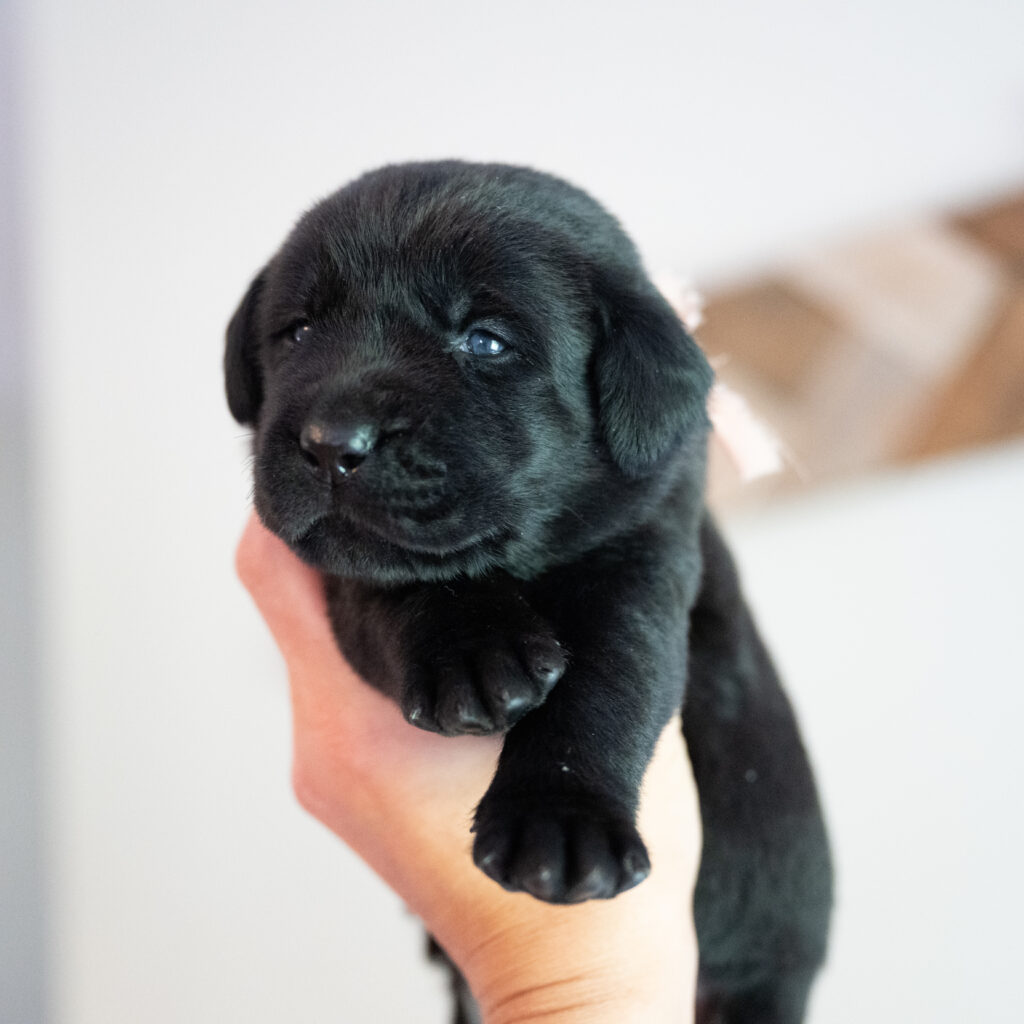 Beatrice Litter – Black Female 2nd Choice of 2 (Last Puppy)