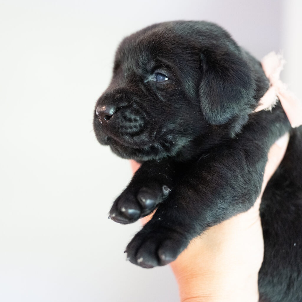 Beatrice Litter - Black Female 1st Choice of 2