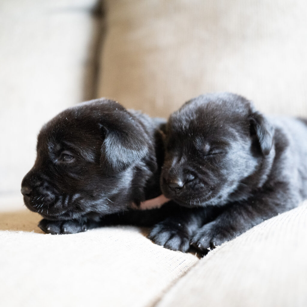 Beatrice Litter – Black Female 2nd Choice of 2 (Last Puppy)