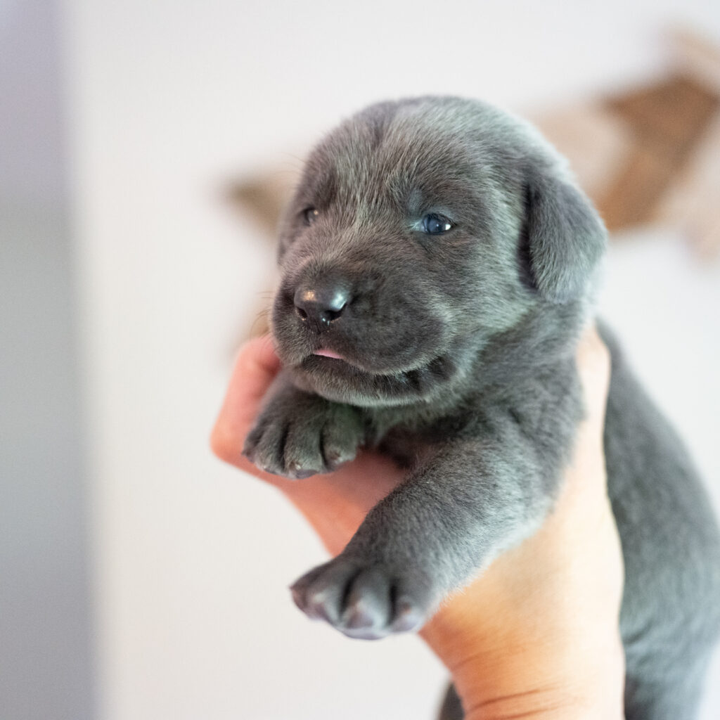 Beatrice Litter - Charcoal Female - Only Female