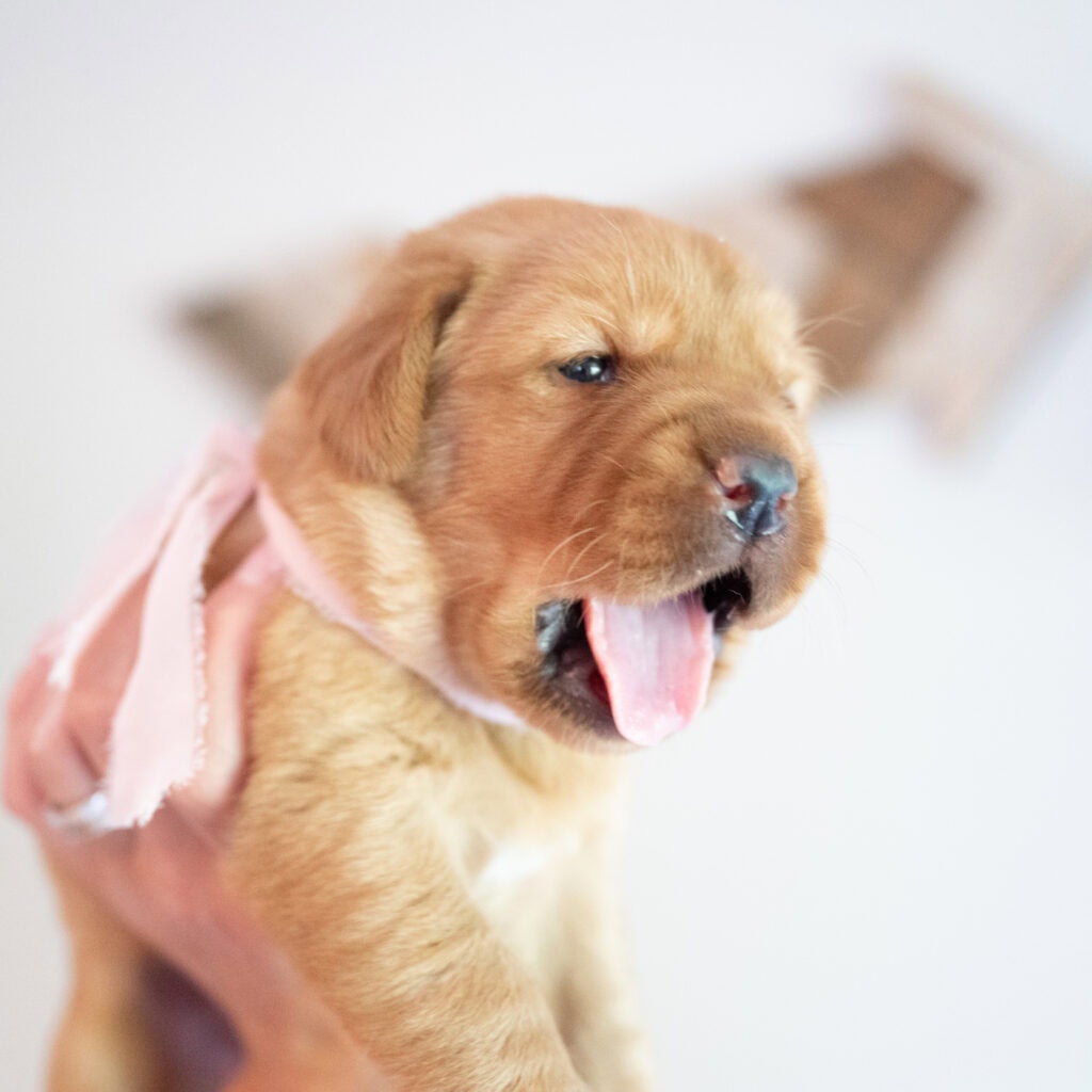 Golden English Labrador puppy with pink collar, adorable and playful.