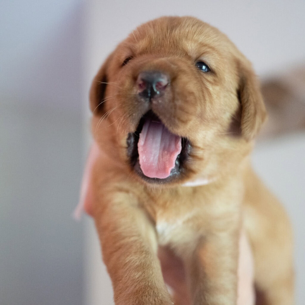 Adorable English Labrador puppy with a golden coat from Wild Labradors in Massachusetts.