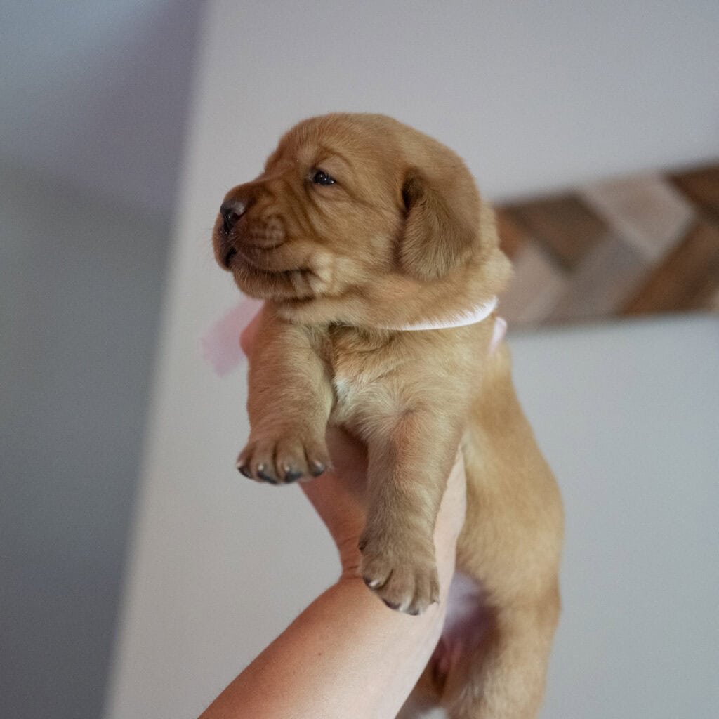 Cute yellow Labrador puppy from Wild Labradors in Massachusetts.