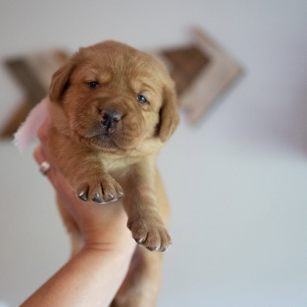 Cute yellow Labrador puppy from Wild Labradors in Massachusetts.