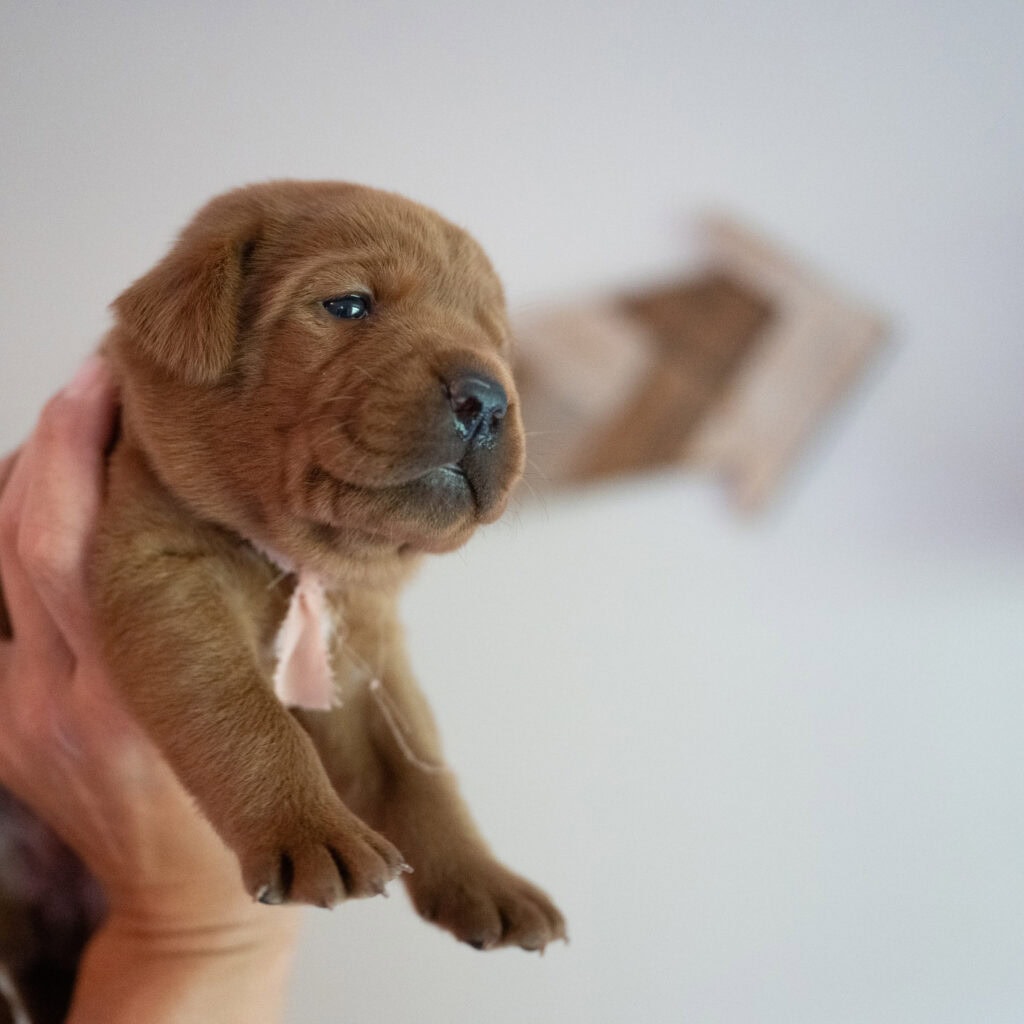 Adorable chocolate Labrador puppy from Wild Labradors in Massachusetts.