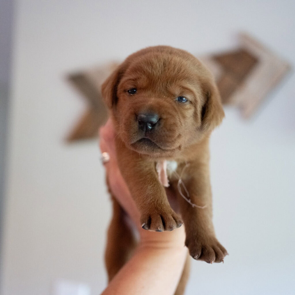 Adorable brown English Labrador puppy from Wild Labradors in Massachusetts.