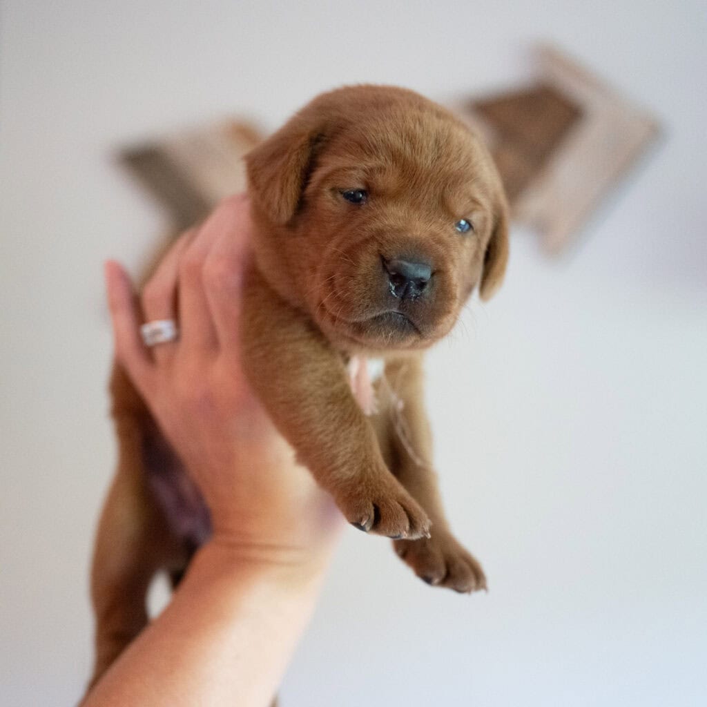 Cute English Labrador puppy with a chocolate coat from Wild Labradors Massachusetts.