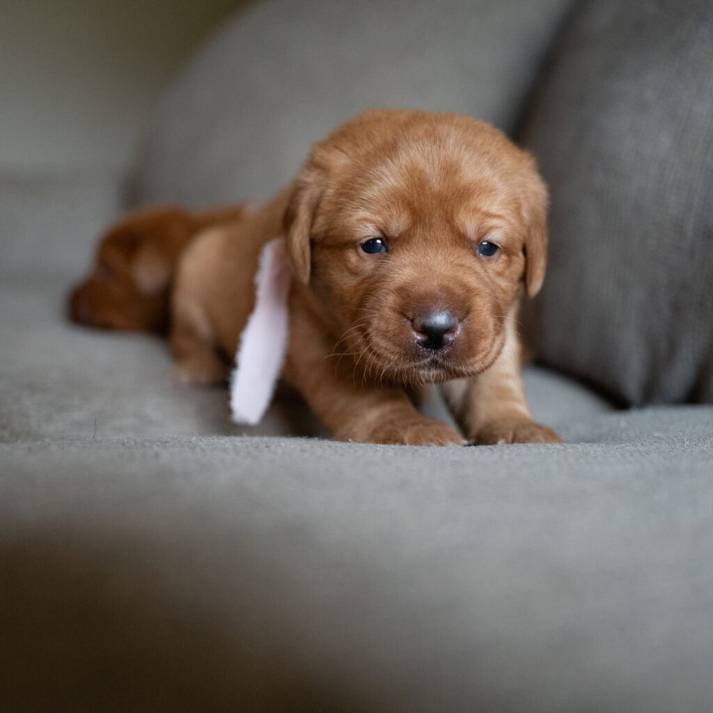 Cute English Labrador puppy with a chocolate coat from Wild Labradors in Massachusetts.