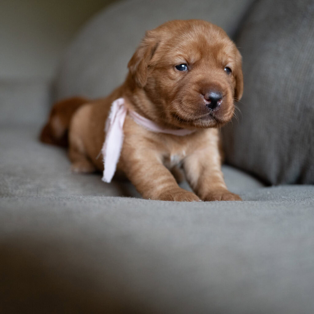 Cute English Labrador puppy with a chocolate coat sitting on a gray sofa.