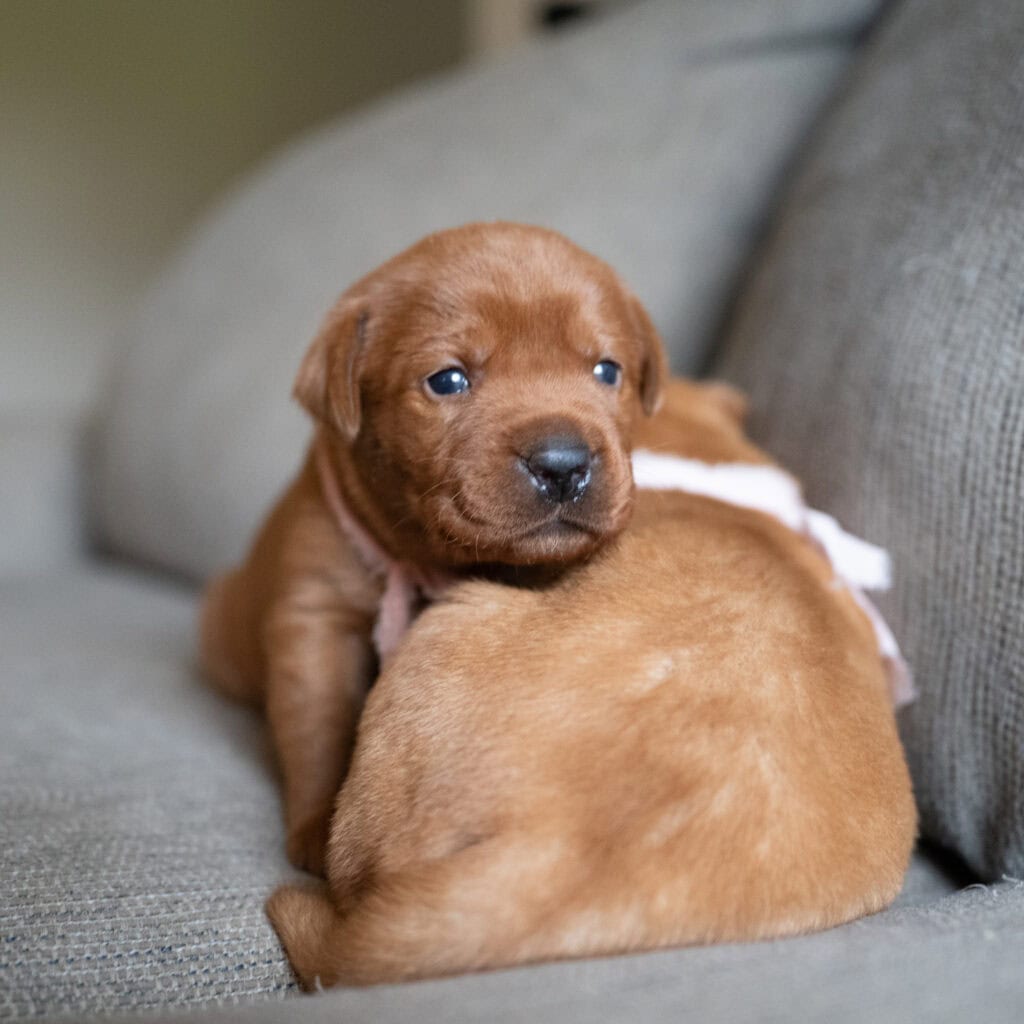 Adorable red fox Labrador puppy from Wild Labradors in Massachusetts.