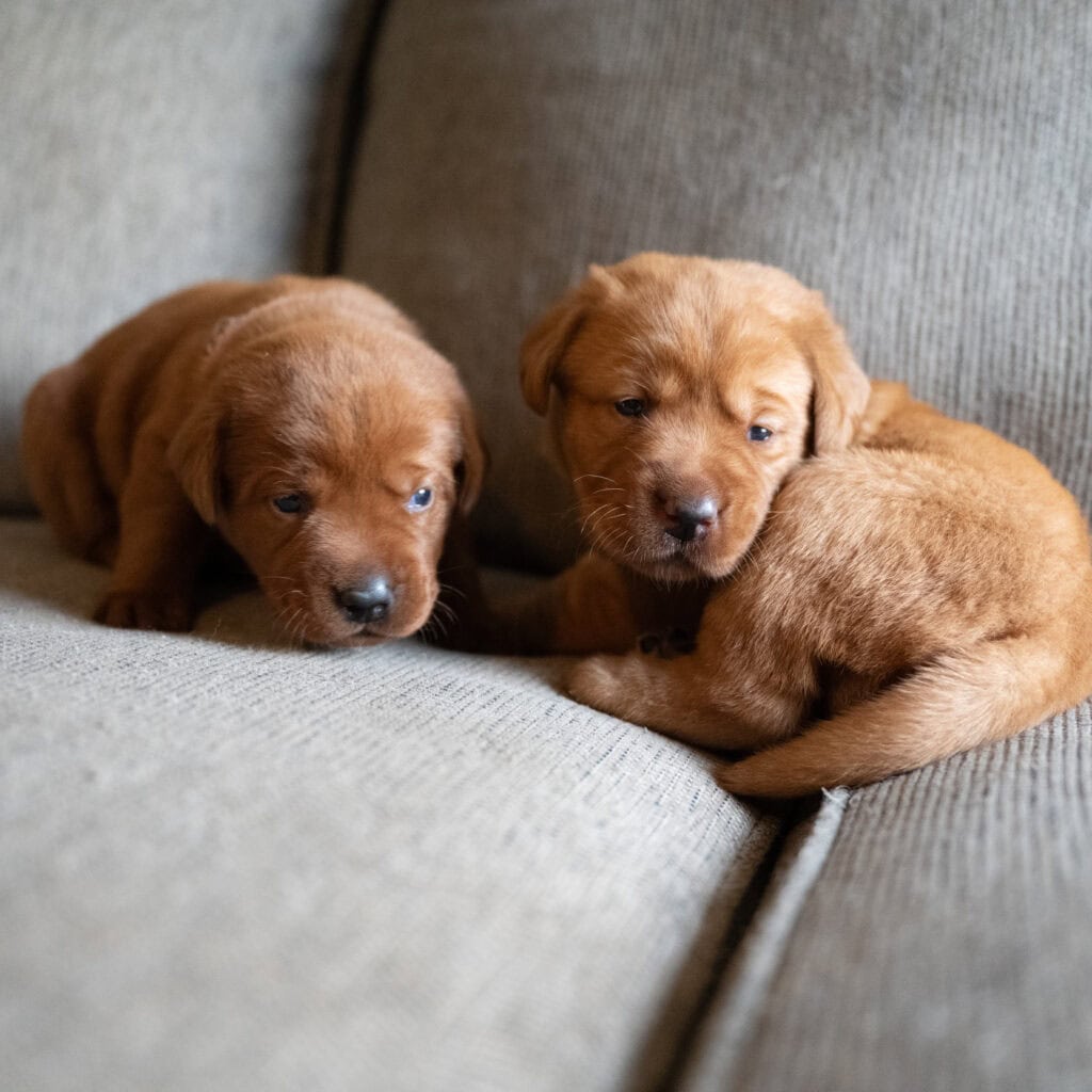 Two English Labrador puppies with chocolate and silver coats on a sofa.