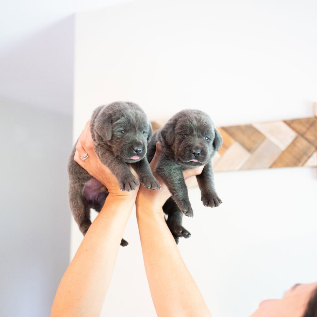 Two English Labrador puppies, one silver and one charcoal, held by a person indoors.