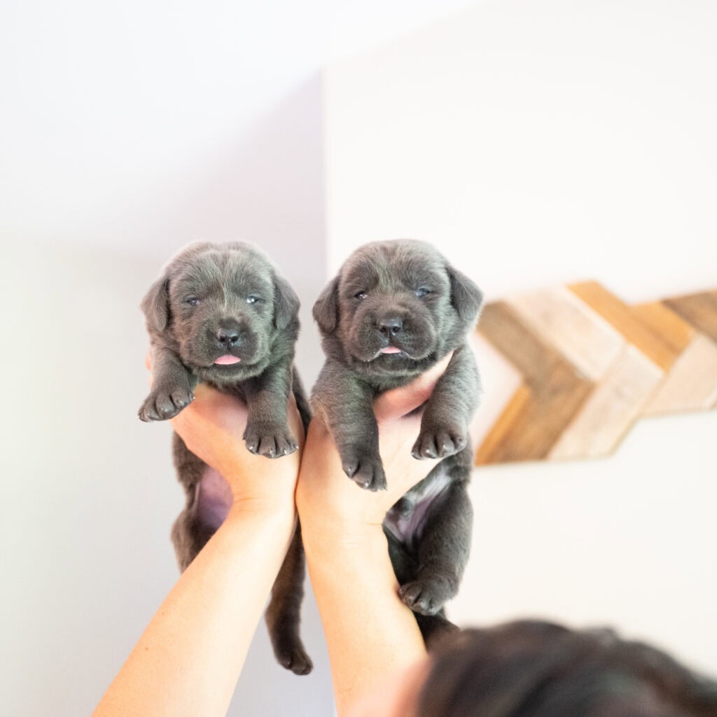 Two English Labrador puppies, silver and charcoal, held up by hands in a bright home setting.