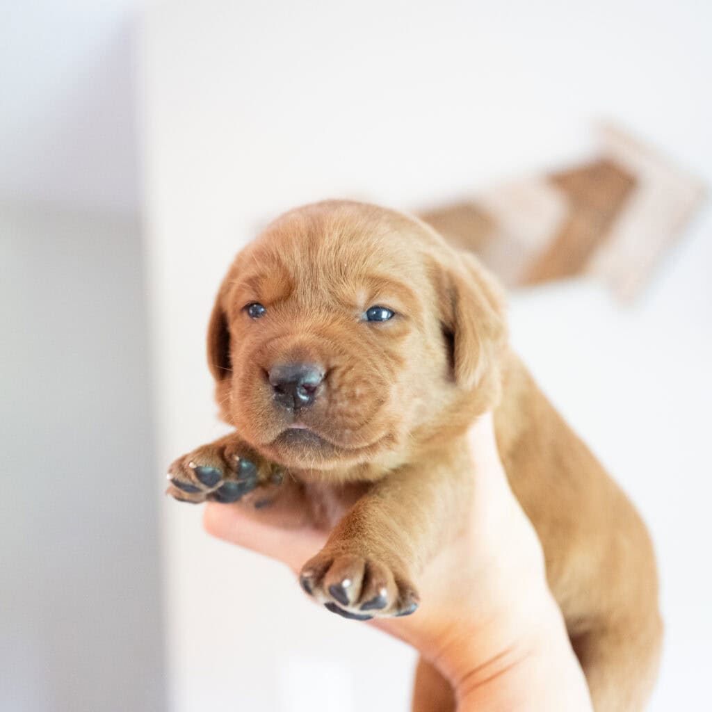 Adorable yellow English Labrador puppy from Wild Labradors in Massachusetts.