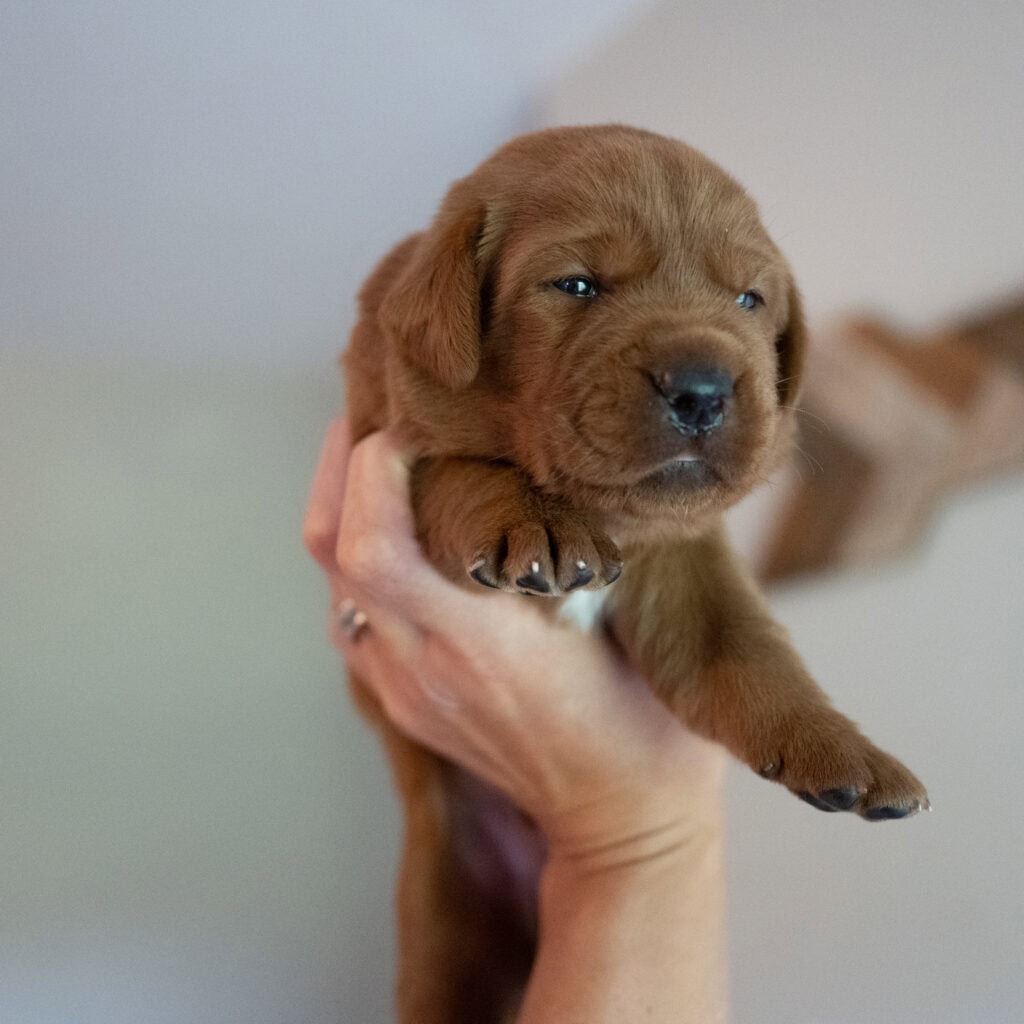 Adorable brown English Labrador puppy from Wild Labradors in Massachusetts.