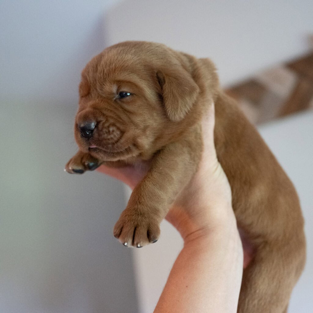Adorable English Labrador puppy from Wild Labradors in Massachusetts.