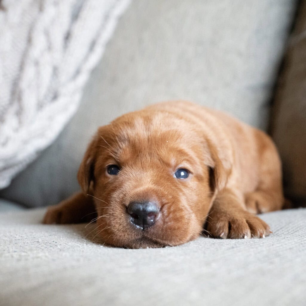 Cute yellow English Labrador puppy lying on a sofa, from Wild Labradors Massachusetts.
